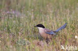 Blauwe Ekster (Cyanopica cyanus)