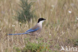 Blauwe Ekster (Cyanopica cyanus)