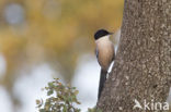 Blauwe Ekster (Cyanopica cyanus)