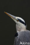 Grey Heron (Ardea cinerea)