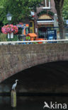 Grey Heron (Ardea cinerea)