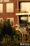 Grey Heron (Ardea cinerea)