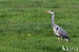 Grey Heron (Ardea cinerea)