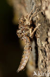 Blue-Eyed Goldenring (Cordulegaster insignis)