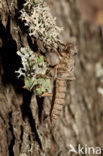 Blauwoogbronlibel (Cordulegaster insignis)