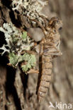 Blue-Eyed Goldenring (Cordulegaster insignis)