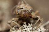 Blauwoogbronlibel (Cordulegaster insignis)