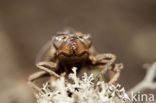 Blauwoogbronlibel (Cordulegaster insignis)