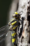 Blue-Eyed Goldenring (Cordulegaster insignis)