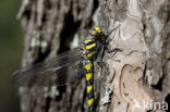 Blauwoogbronlibel (Cordulegaster insignis)