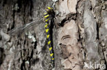 Blauwoogbronlibel (Cordulegaster insignis)