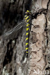 Blue-Eyed Goldenring (Cordulegaster insignis)