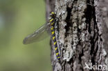 Blauwoogbronlibel (Cordulegaster insignis)