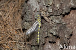 Blauwoogbronlibel (Cordulegaster insignis)