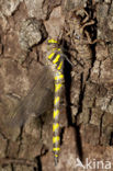 Blue-Eyed Goldenring (Cordulegaster insignis)