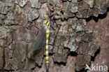 Blue-Eyed Goldenring (Cordulegaster insignis)