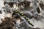 Blue-Eyed Goldenring (Cordulegaster insignis)