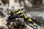 Blauwoogbronlibel (Cordulegaster insignis)