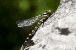 Blauwoogbronlibel (Cordulegaster insignis)