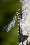 Blauwoogbronlibel (Cordulegaster insignis)