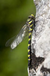 Blauwoogbronlibel (Cordulegaster insignis)