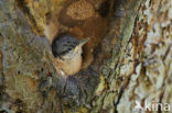 Boomklever (Sitta europaea caesia)