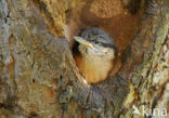 Boomklever (Sitta europaea caesia)