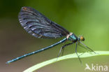 Bosbeekjuffer (Calopteryx virgo) 