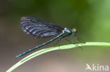 Bosbeekjuffer (Calopteryx virgo) 