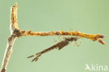 Beautiful Demoiselle (Calopteryx virgo)