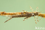 Bosbeekjuffer (Calopteryx virgo) 