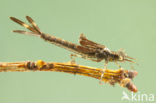 Bosbeekjuffer (Calopteryx virgo) 