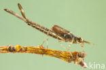 Beautiful Demoiselle (Calopteryx virgo)