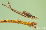 Bosbeekjuffer (Calopteryx virgo) 