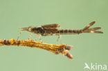 Beautiful Demoiselle (Calopteryx virgo)