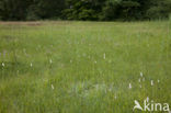 Broad-leaved Cottongrass (Eriophorum latifolium)