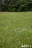 Broad-leaved Cottongrass (Eriophorum latifolium)