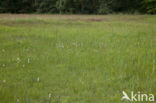 Breed wollegras (Eriophorum latifolium) 