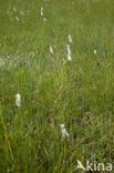 Broad-leaved Cottongrass (Eriophorum latifolium)