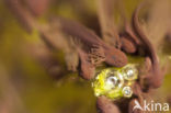 Common Frog (Rana temporaria)