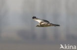 Common Buzzard (Buteo buteo)