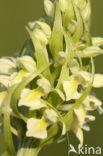 Dactylorhiza incarnata subsp. ochroleuca