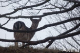 Fallow Deer (Dama dama)