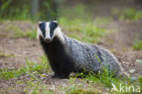 Badger (Meles meles)