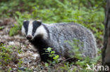 Badger (Meles meles)