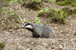 Badger (Meles meles)