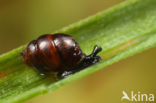 Marsh whorl snail (Vertigo antivertigo)