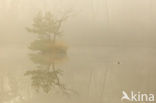 Little Grebe (Tachybaptus ruficollis)