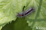 Yellow-tail (Euproctis similis)