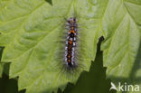 Yellow-tail (Euproctis similis)